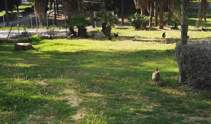 parque Francisco Soler Algeciras