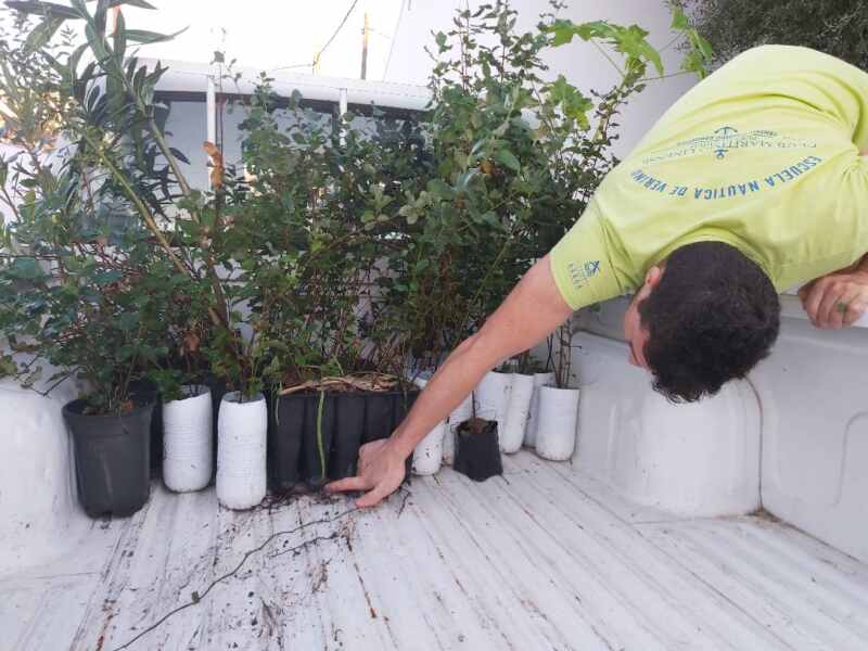 Un voluntario de verdemar prepara los arboles para la plantar en La Concha