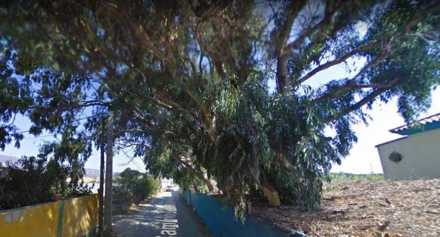 Eucalipto_camino_de_Torrenueva