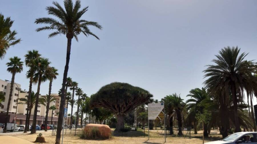 Parque Princesa Sofia. Imagen de archivo. La Línea recibe 120 árboles y más de 2.000 arbustos del Plan de Arbolado Urbano 2023/24