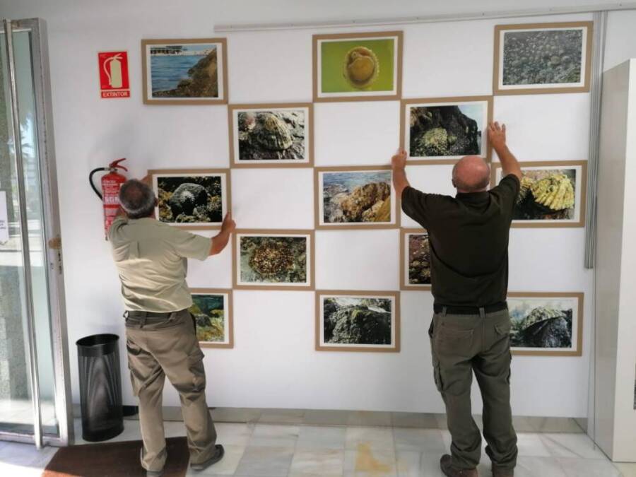 Exposicion Lapa Ferruginea en Algeciras