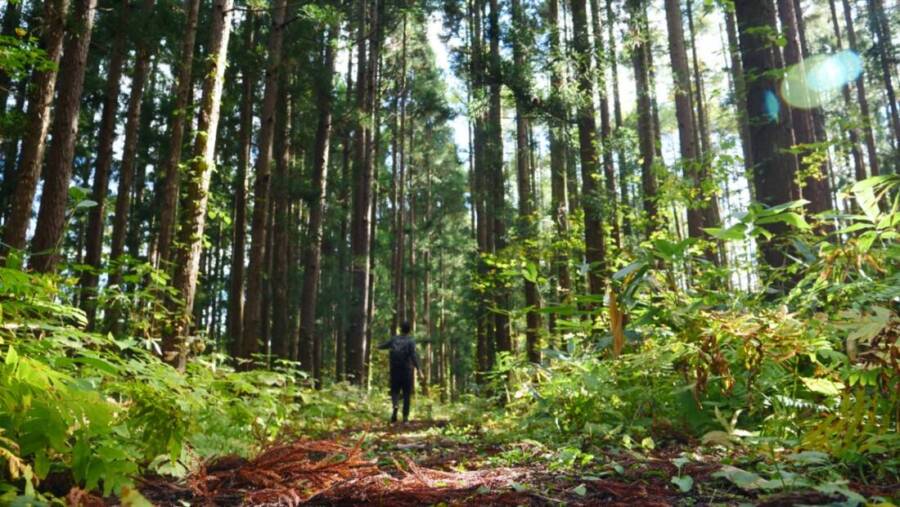 Bosque cedro japones Bosque cedro japones
