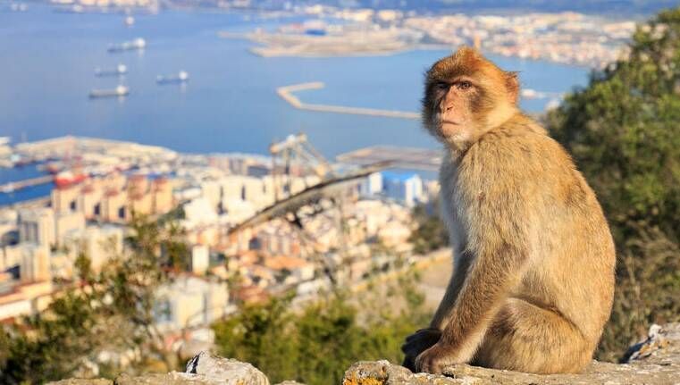 Mono Gibraltar 1