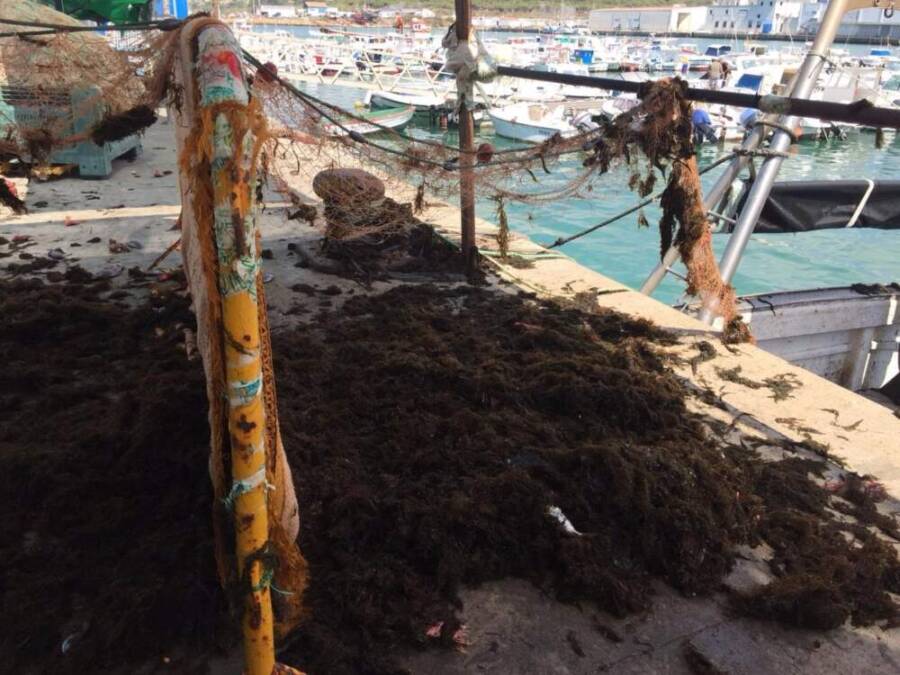Cádiz.-Junta pide "urgencia" al Gobierno en declarar la Rugulopterix alga invasora para publicar las ayudas a pescadores