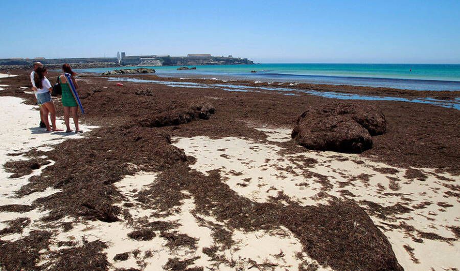 Una alga invasora se convierte en una pesadilla en el Estrecho de Gibraltar