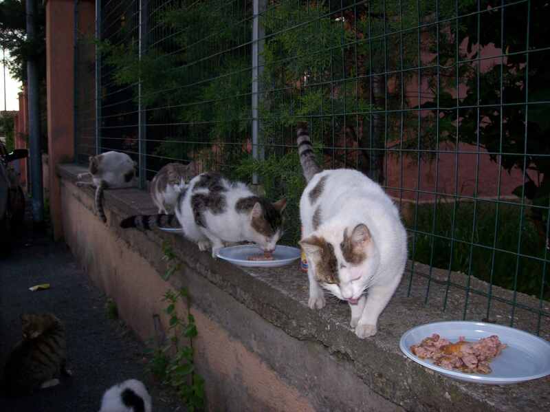 Colonia de gatos callejeros.