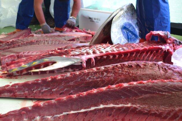 atún-rojo-ronqueo