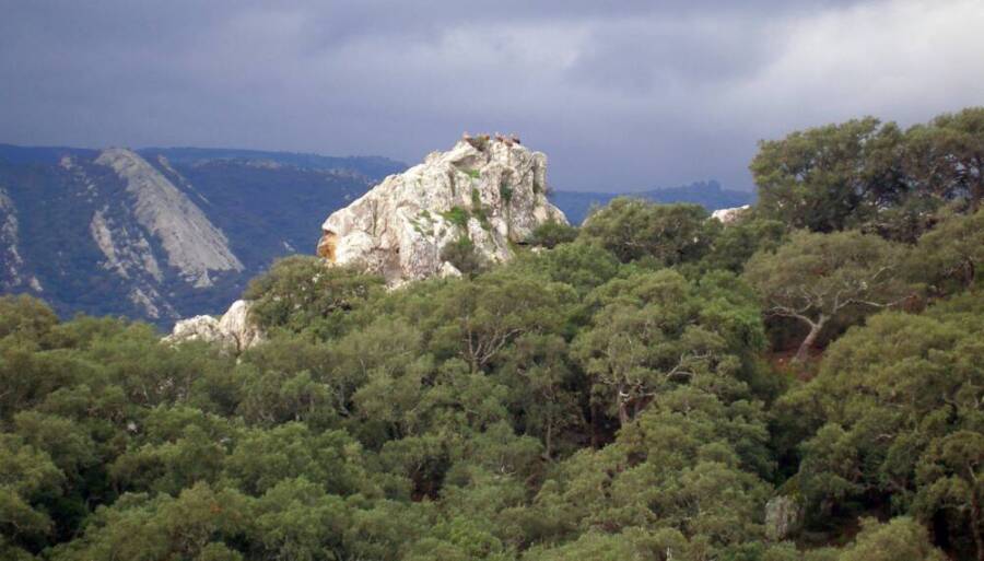 Foto parque Alcornocales