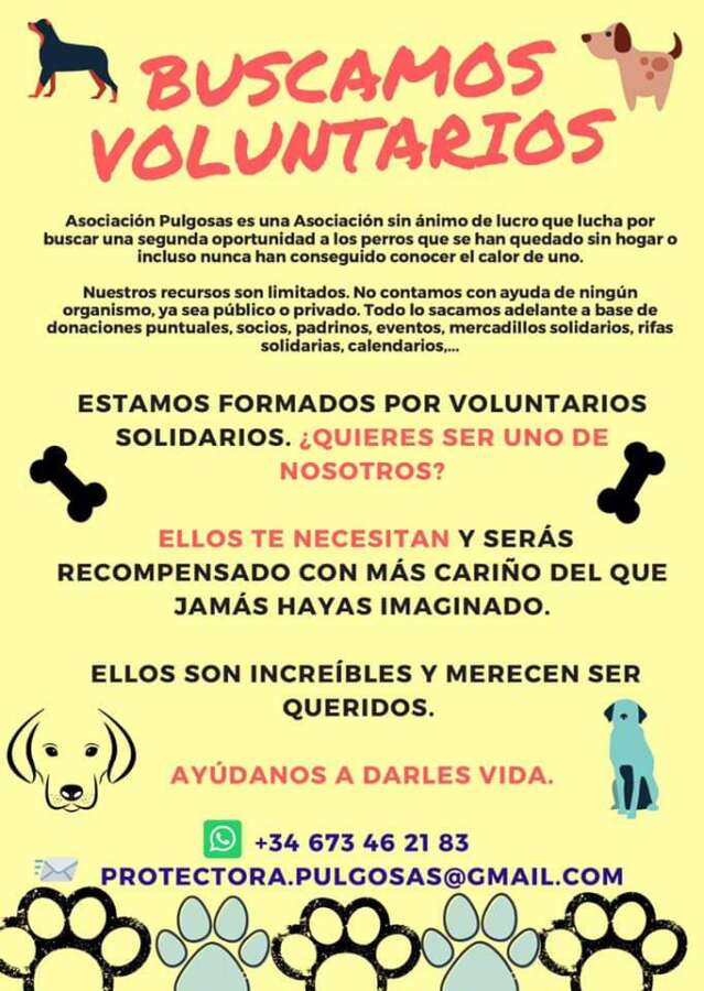 pulgosas busca voluntarios pulgosas busca voluntarios