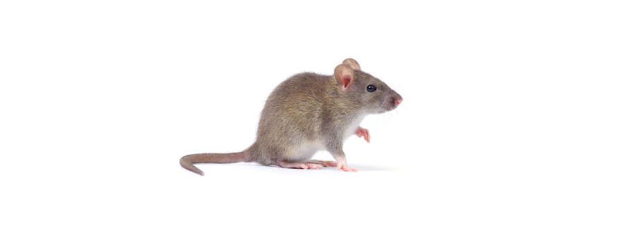 raton-1 raton-1