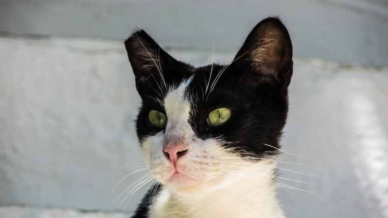 gato método ces 22 gato método ces 22