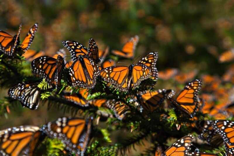 Monarch Butterfly Biosphere Reserve