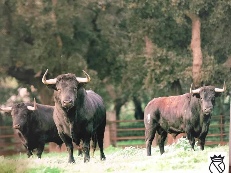 toro gavira