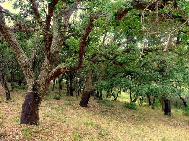Imagen del Parque de los Alcornocales