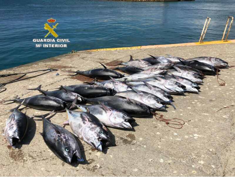 25 Atunes Rojos Tarifa
