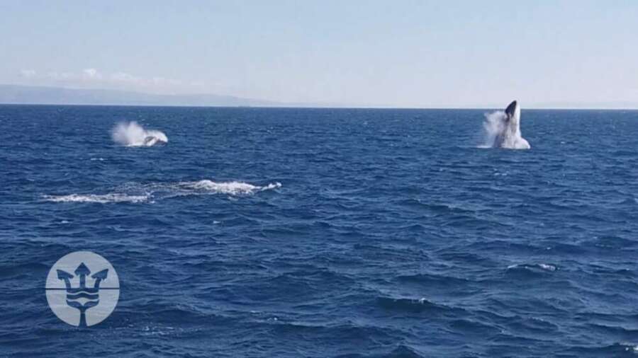 salto ballenas