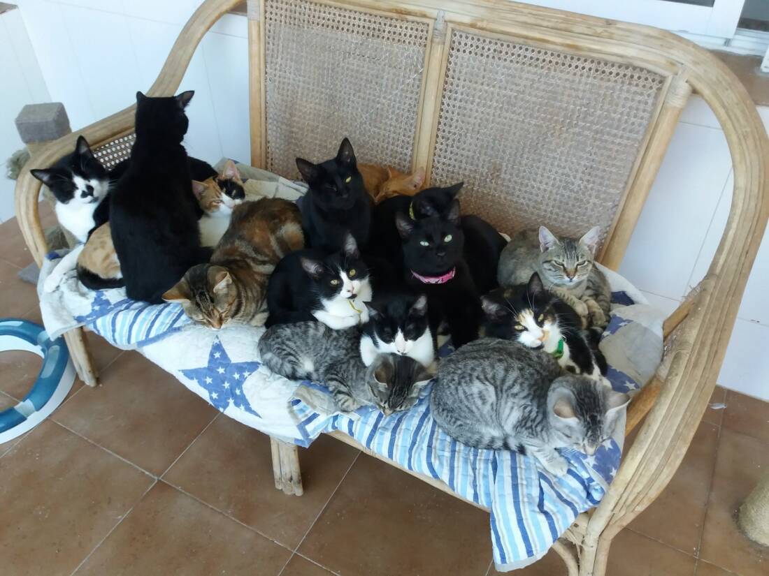 gatitos