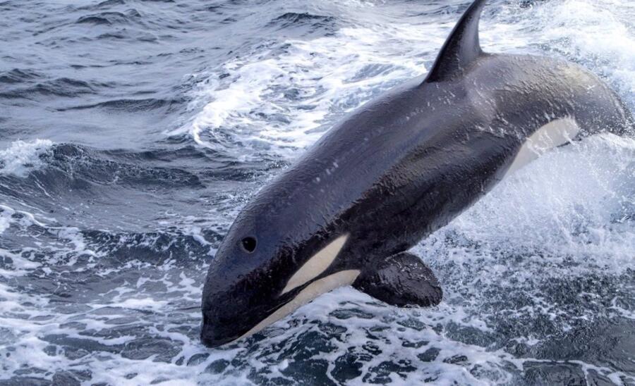 Un velero es rescatado tras romper el timón en un incidente con orcas.