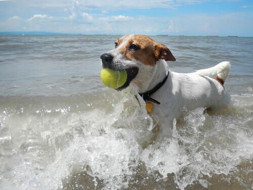 llevar-el-perro-a-la-playa