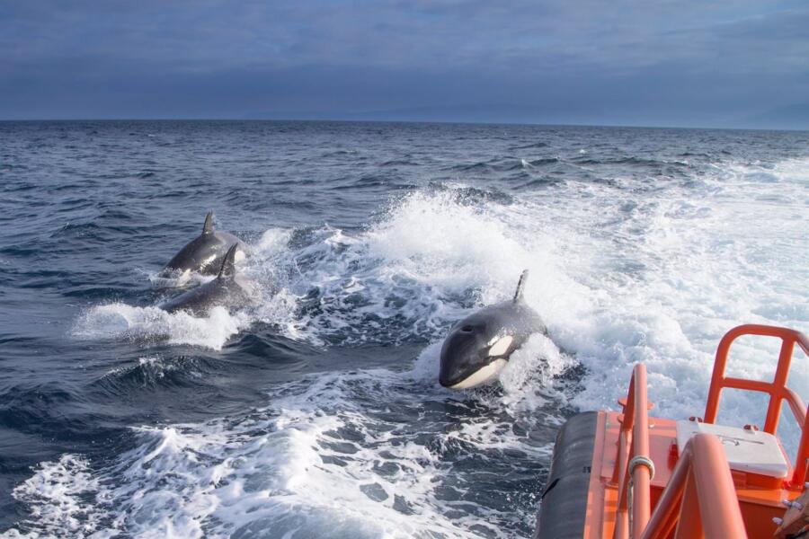 Un velero perseguido por orcas en imagen de archivo.