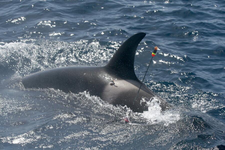 Orca con marca satelite