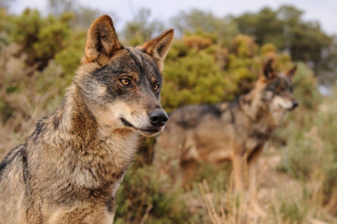 AMP.- Cazar lobos estará prohibido en toda España a partir de mañana