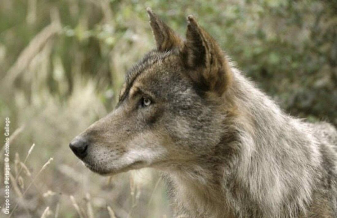 Madrid y otras seis autonomías se revelan contra la orden que prohibe cazar lobos en España