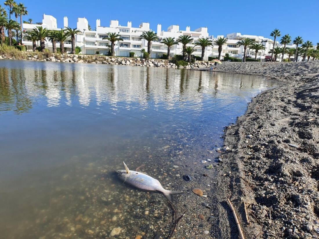Cádiz.- Verdemar critica que la desembocadura del río Guadiaro lleva dos meses cerrada "sin que nadie lo remedie"
