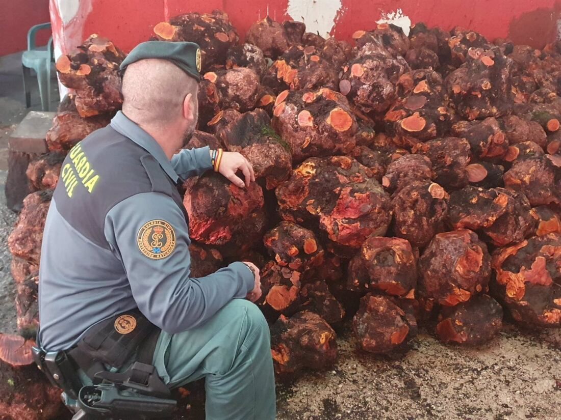 Cádiz.-Sucesos.- Intervenidos en Jimena más de 42.000 kilos de cepas de brezo que su comercialización ilegal