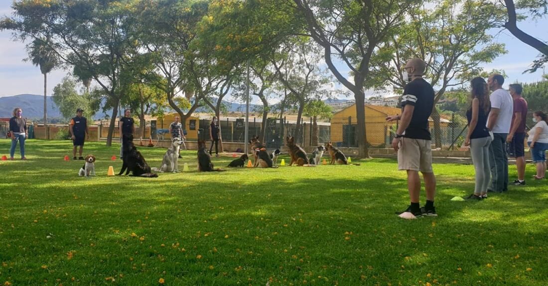 adiestramiento canino los barrios