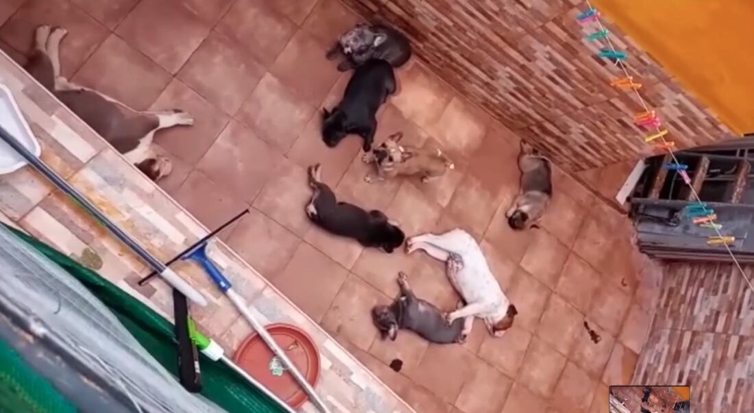 Perros en el supuesto criadero ilegal de Algeciras, en el vídeo difundido por PACMA.