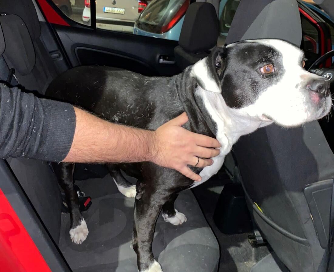 perro rescatado 2