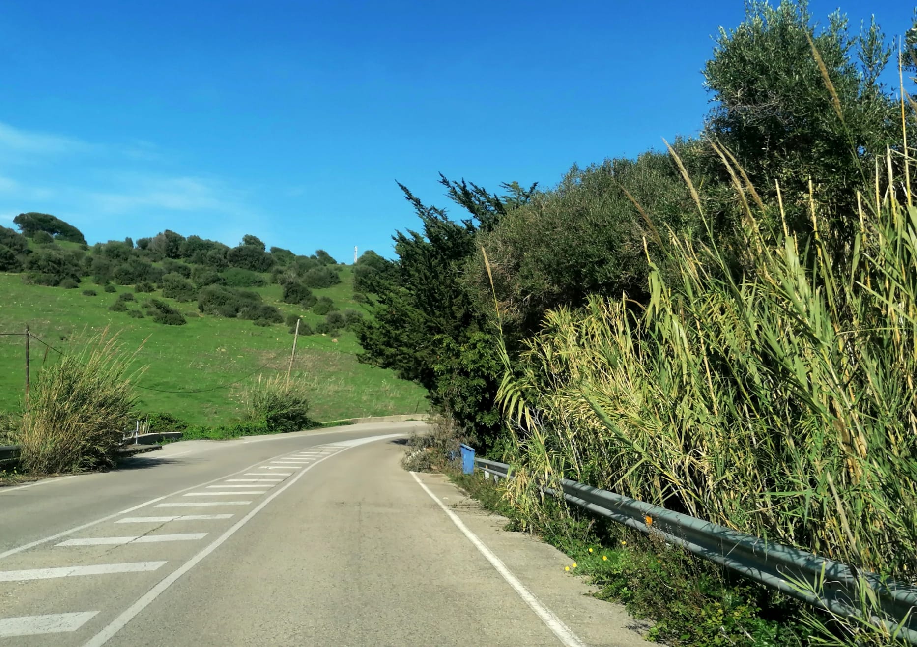 Vegetación en la carretera al Faro, en Algeciras. 