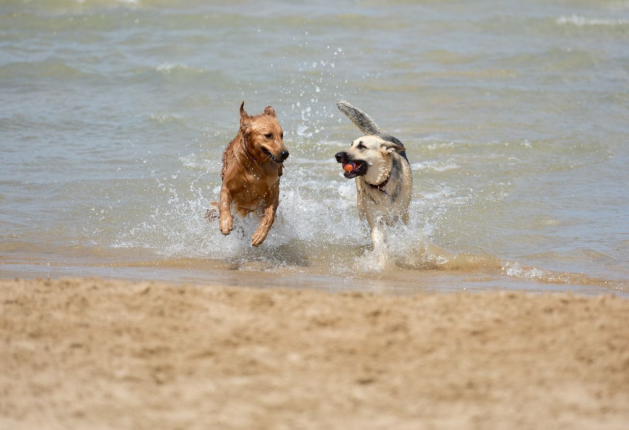 Perros en una playa canina. La Playa de los Manolos y el litoral entre Santa Clara y Alcaidesa podrían ser playas caninas.