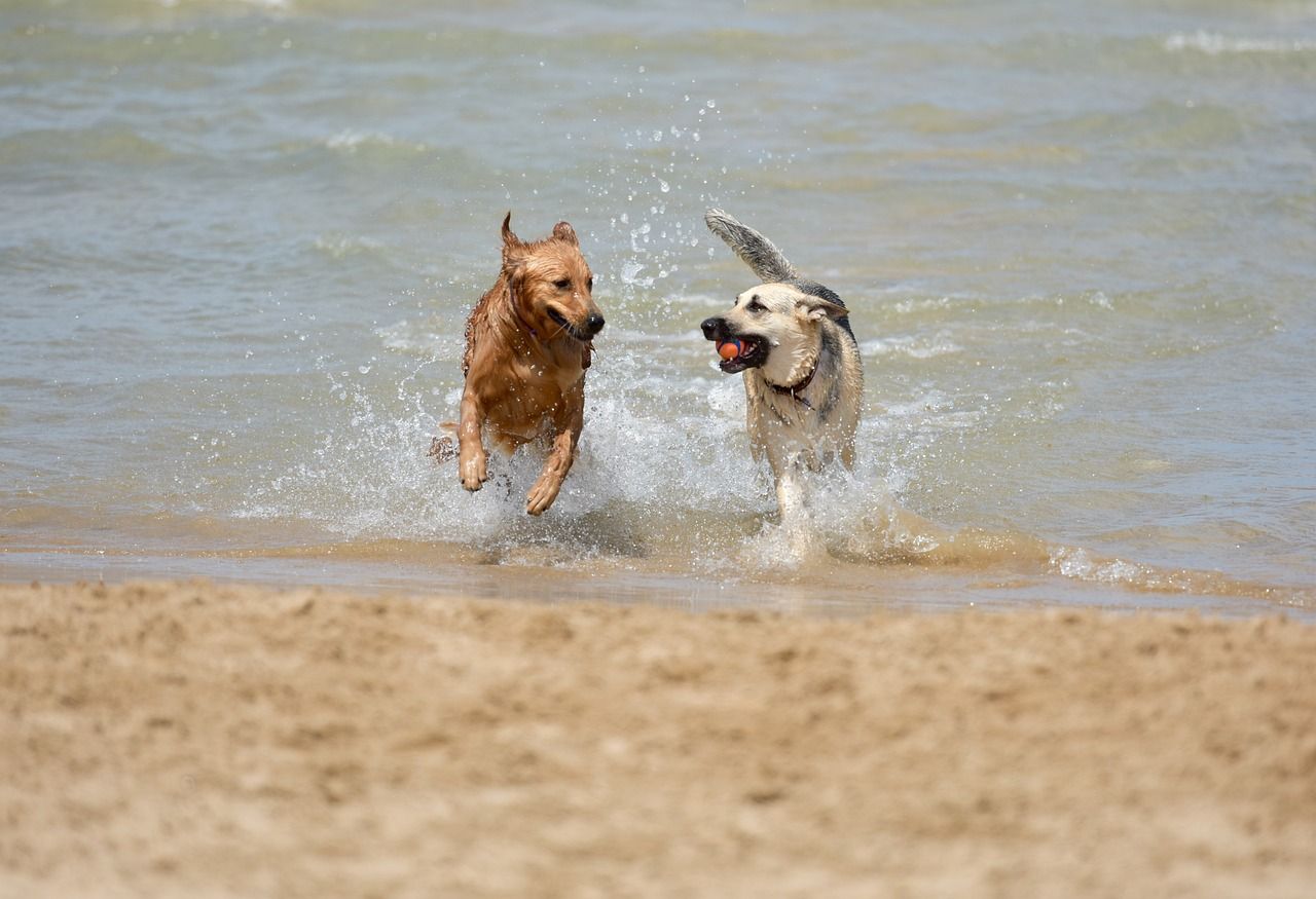 Perros en una playa canina. Descubren un tratamiento para perros contra el cáncer en fase avanzada que podría aplicarse en tumores humanos.