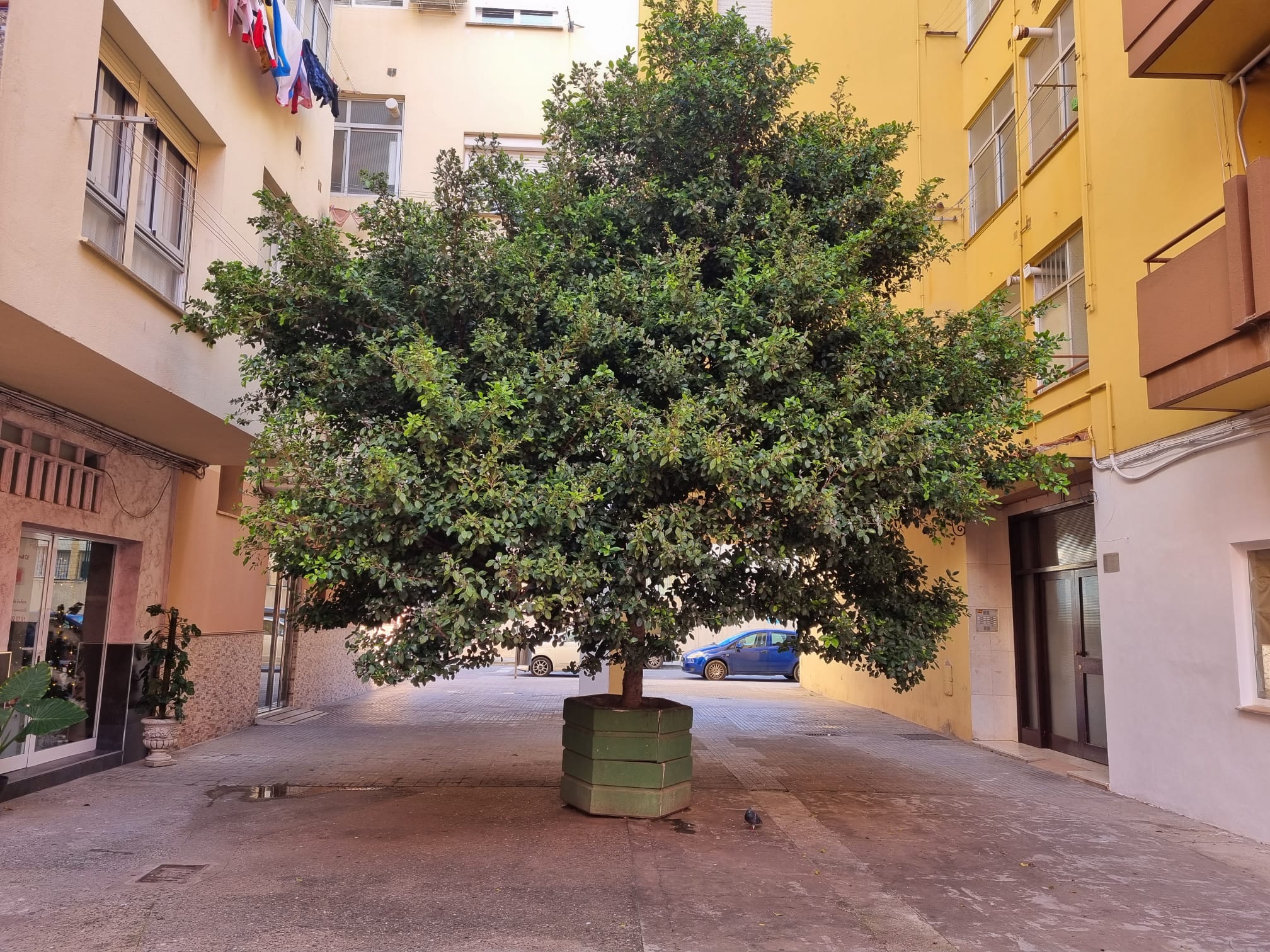 Árbol entre los dos bloques de la plaza Hermanos Álvarez Quintero.