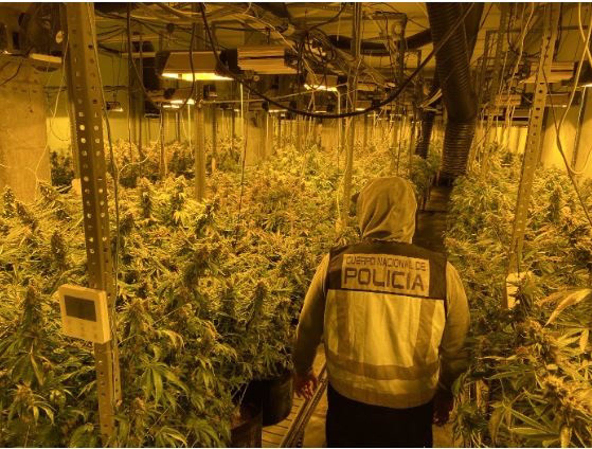 Un policía entra en la plantación de marihuana.