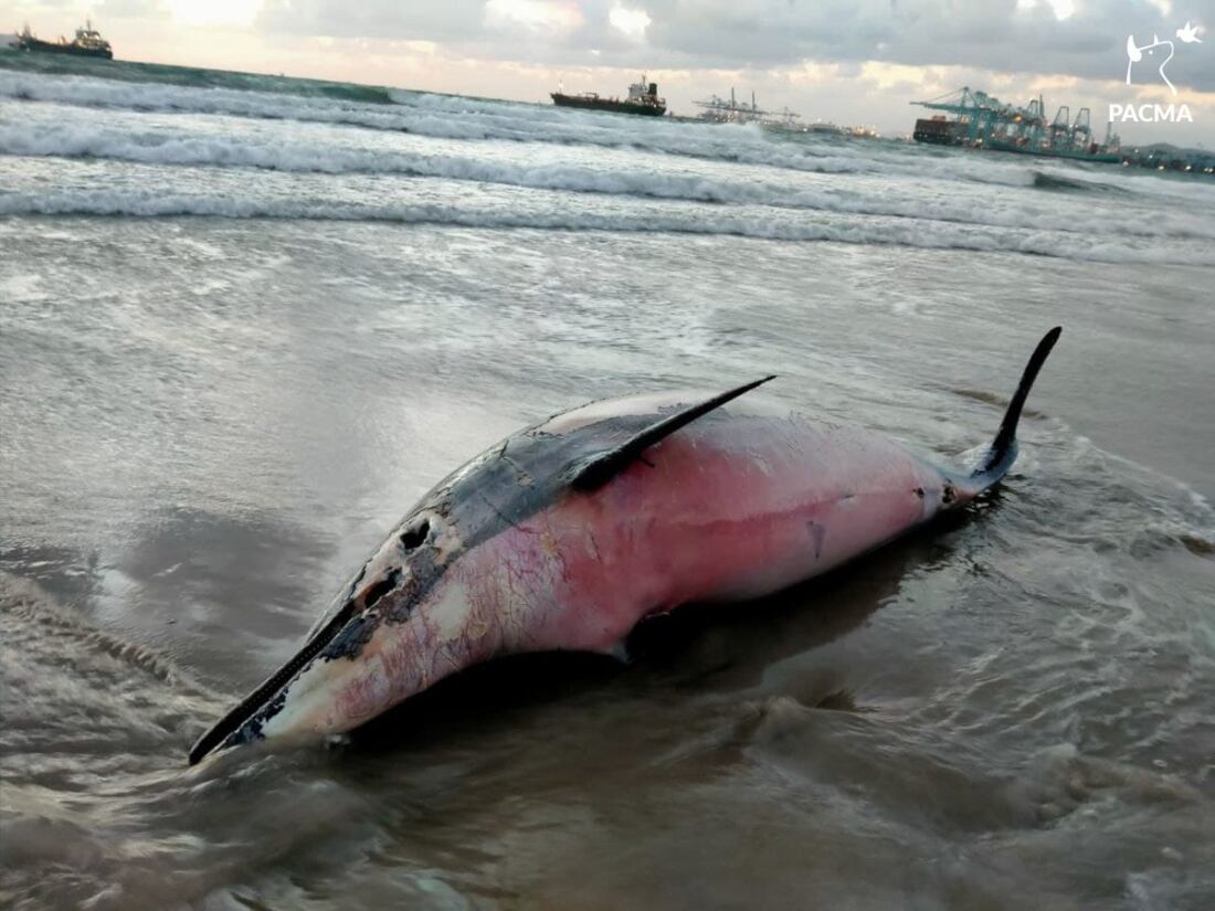 delfin muerto delfin muerto