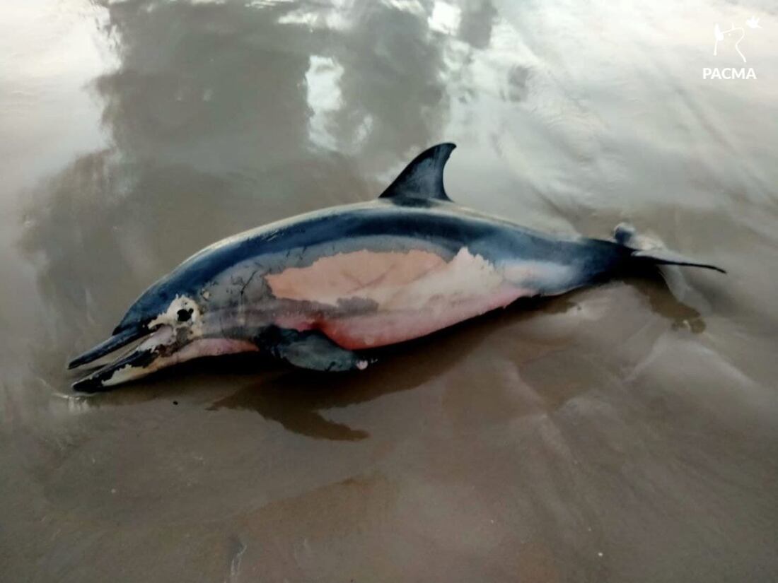 delfin 2 delfin 2