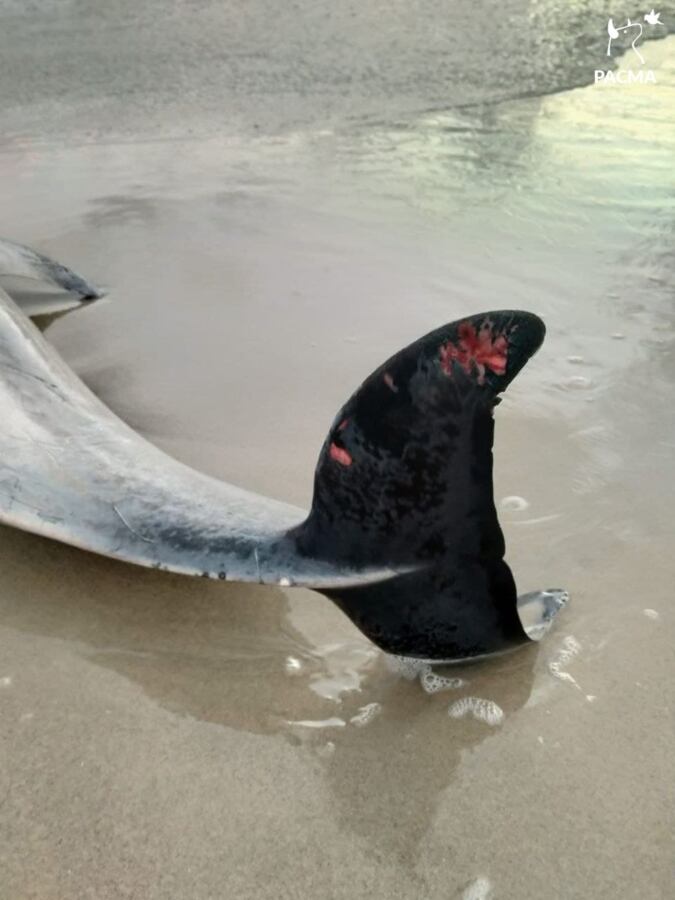 delfin 3 delfin 3