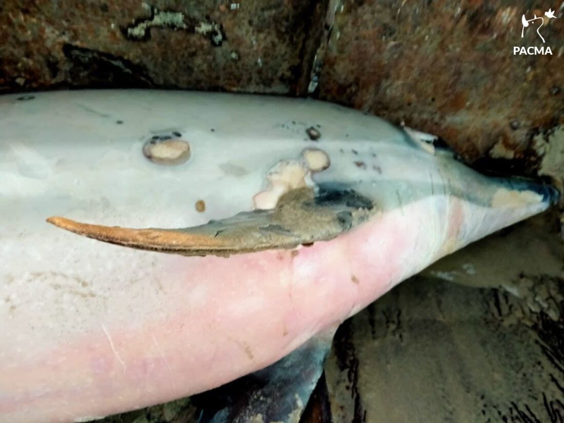 delfin 4 delfin 4