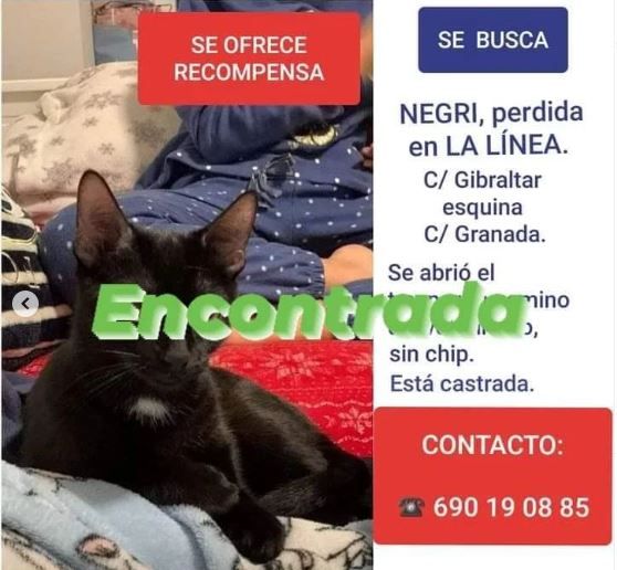 Aparece en Murcia un gato desaparecido en La Línea hace 11 meses