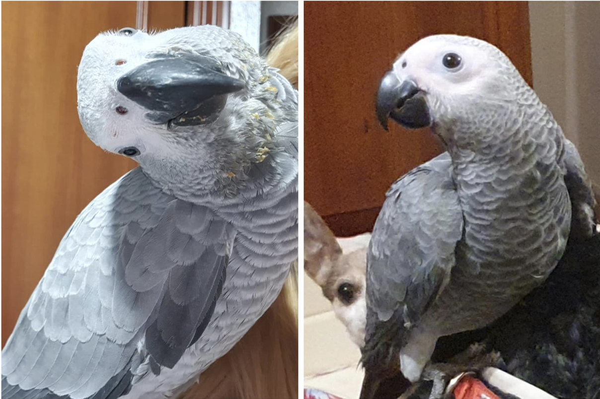 Ofrecen una recompensa de 500 euros a quien encuentre a su loro perdido en Marbella
