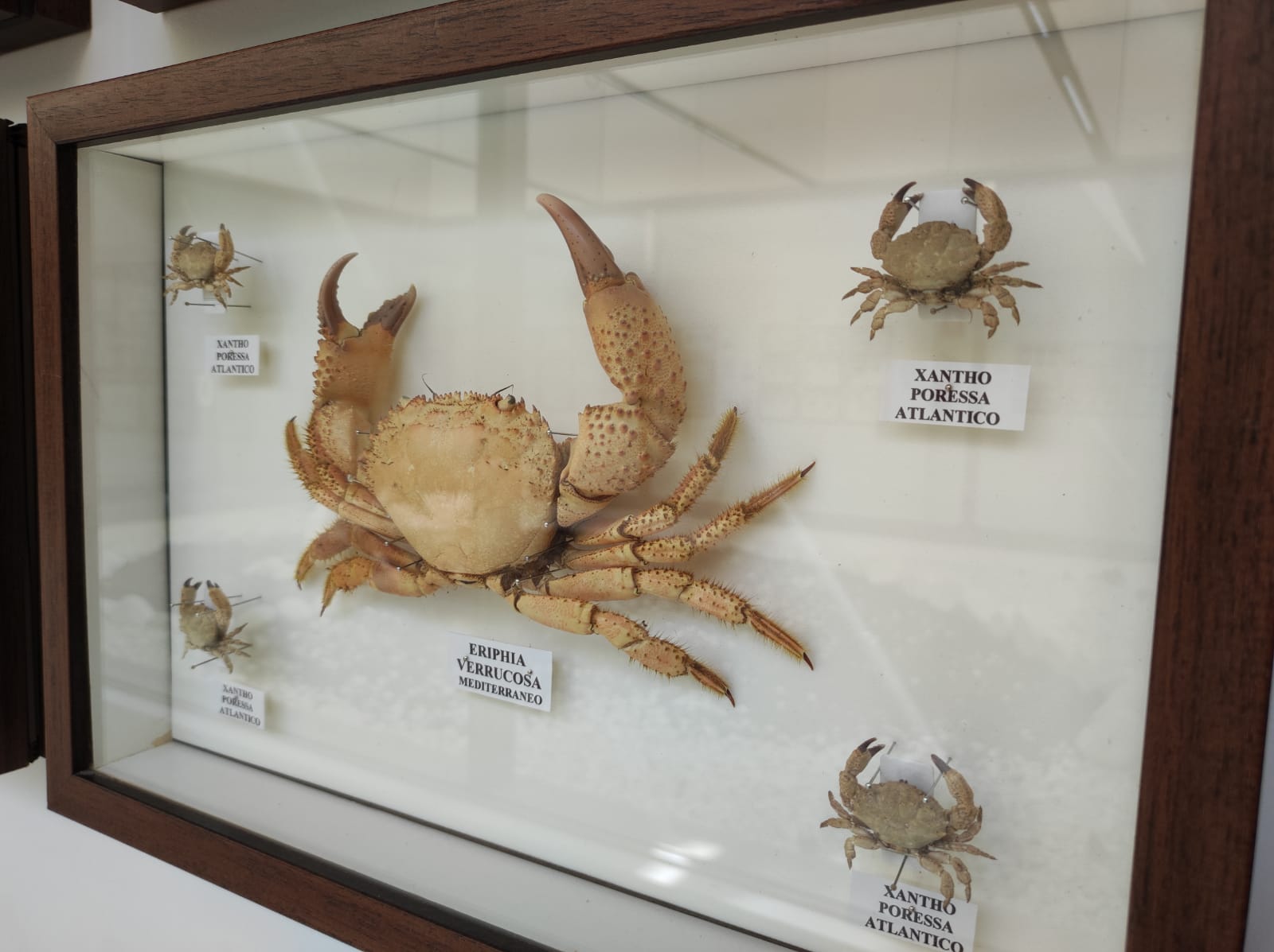 La colección de insectos de Pepe Torres, en imágenes