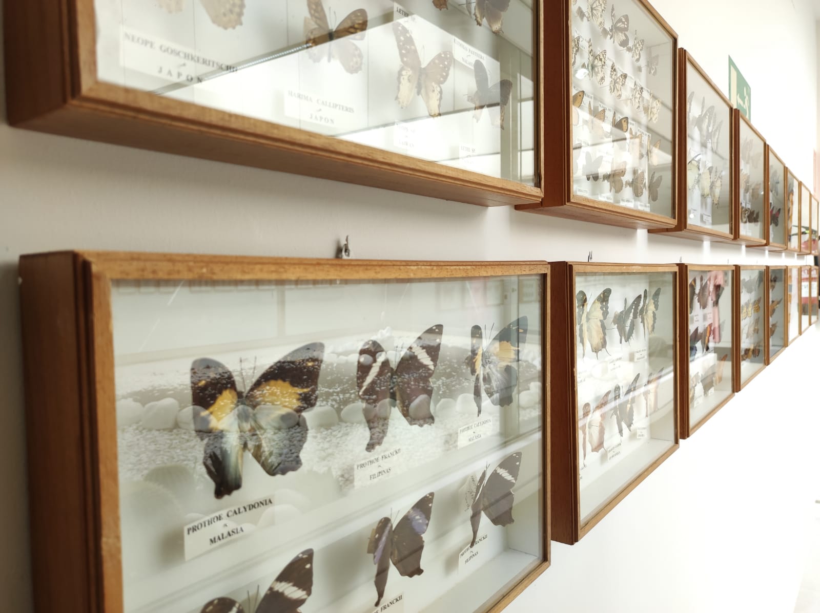 La colección de insectos de Pepe Torres, en imágenes