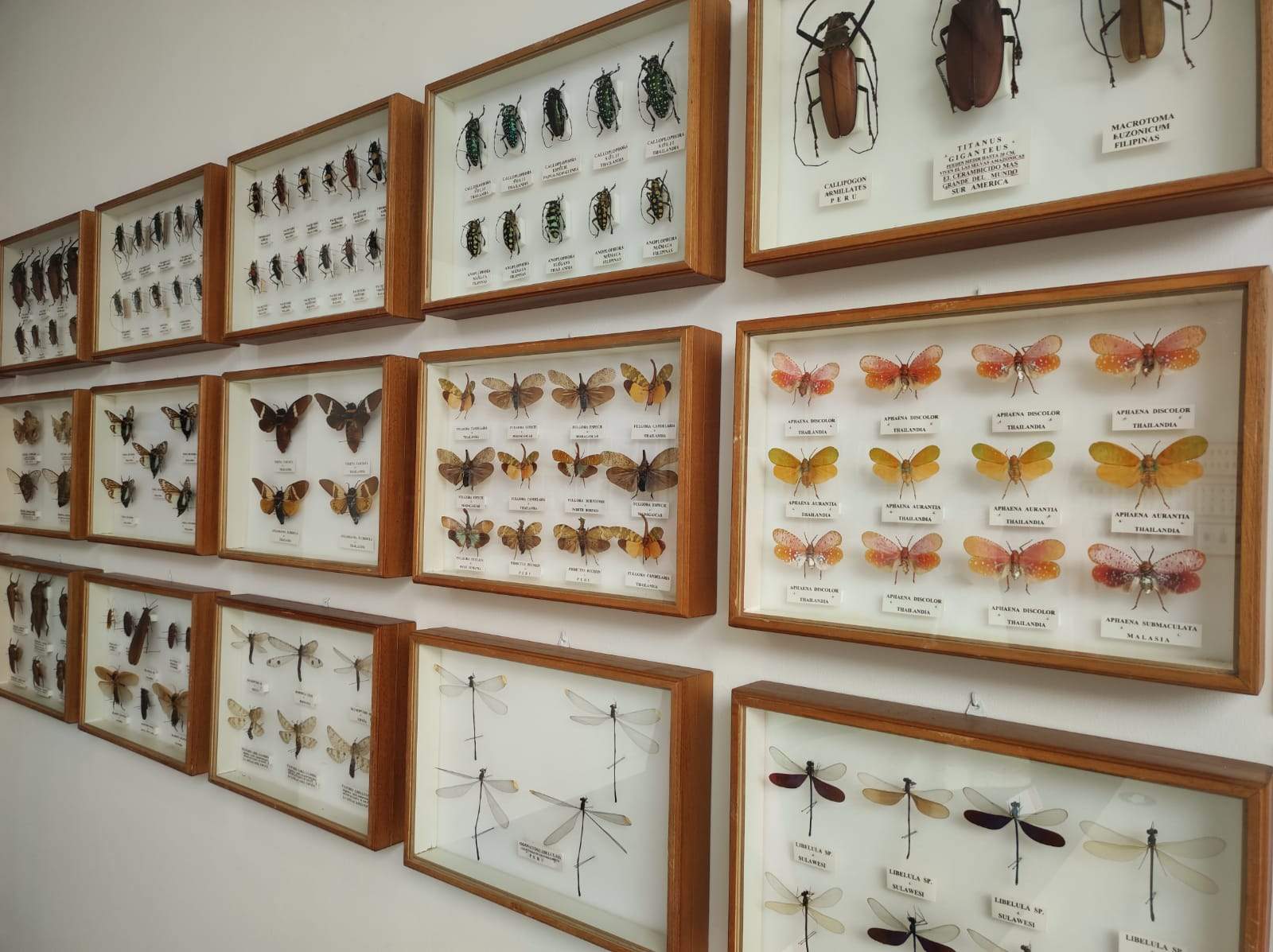 La colección de insectos de Pepe Torres, en imágenes