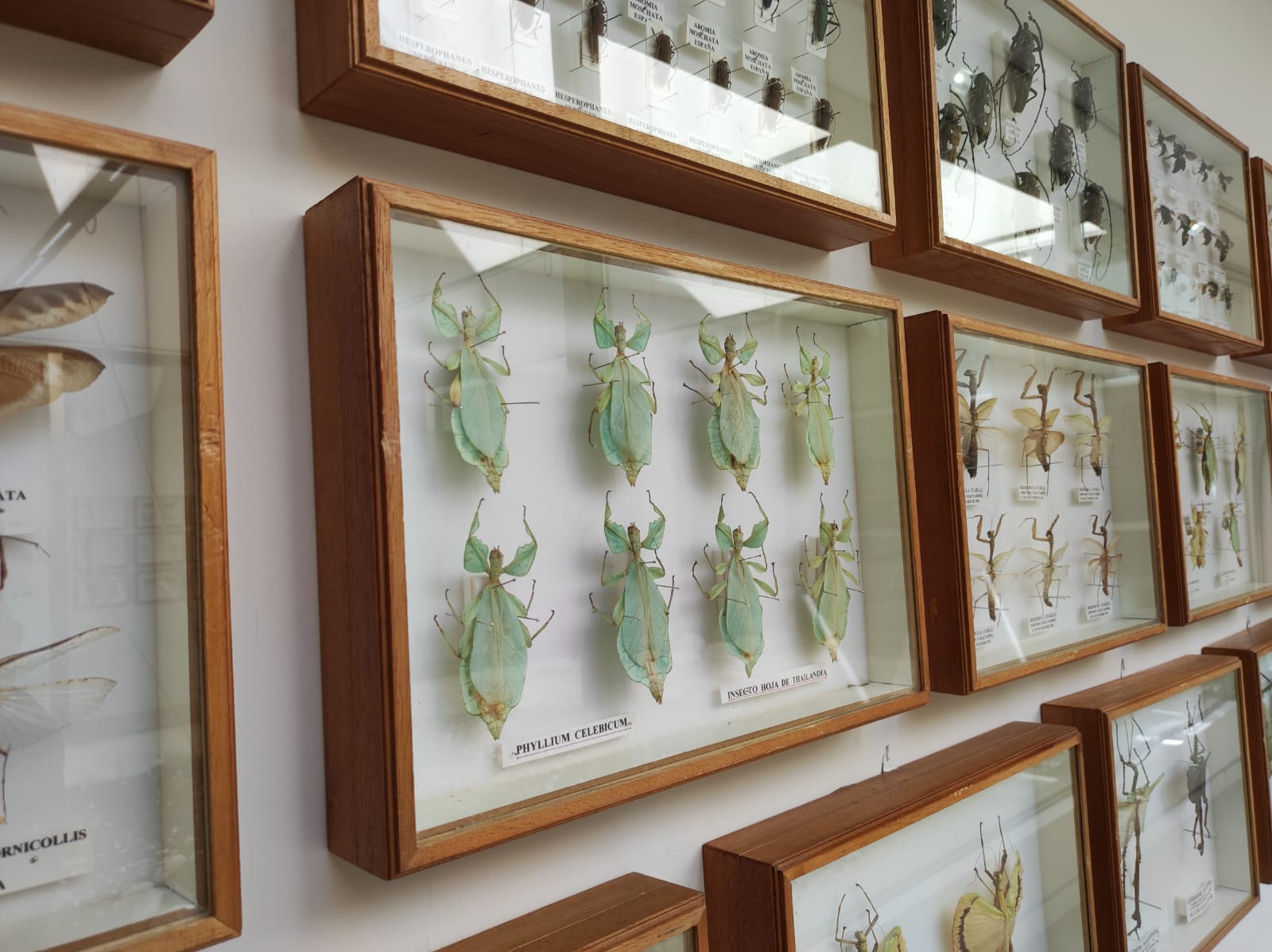 La colección de insectos de Pepe Torres, en imágenes