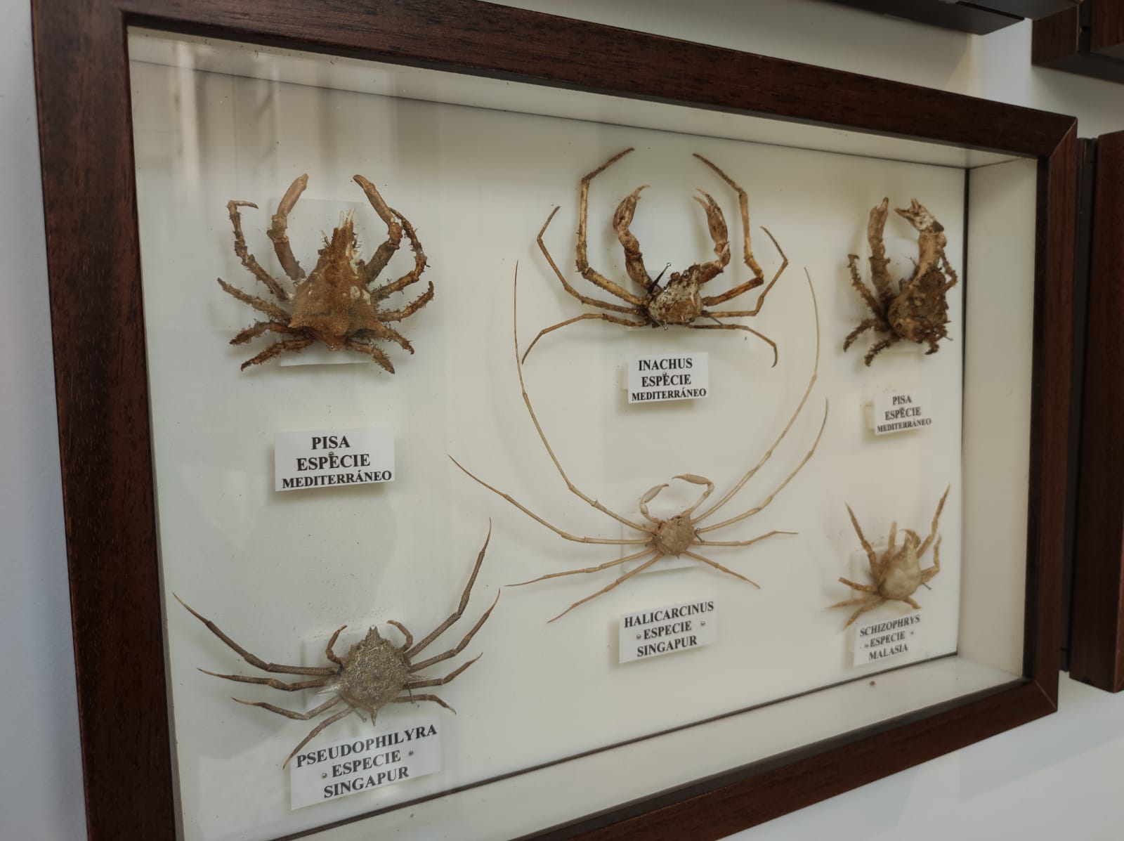 La colección de insectos de Pepe Torres, en imágenes