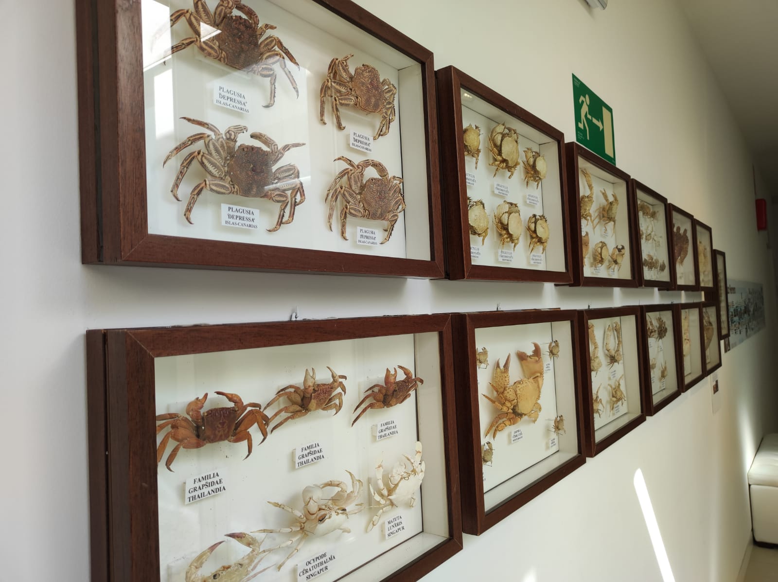 La colección de insectos de Pepe Torres, en imágenes