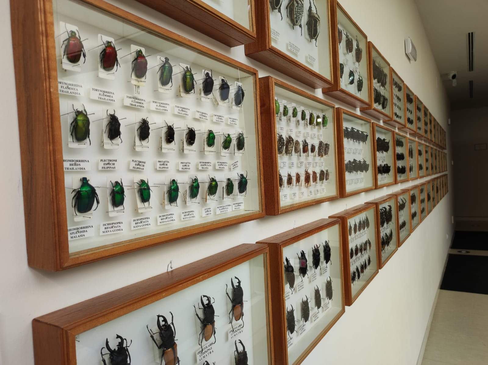 La colección de insectos de Pepe Torres, en imágenes